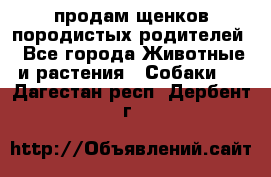 продам щенков породистых родителей - Все города Животные и растения » Собаки   . Дагестан респ.,Дербент г.